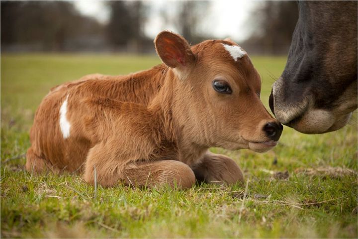Ankole Bull Calf