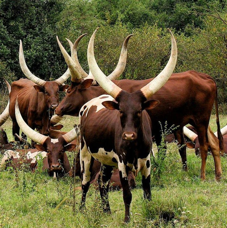 Ankole Heifer