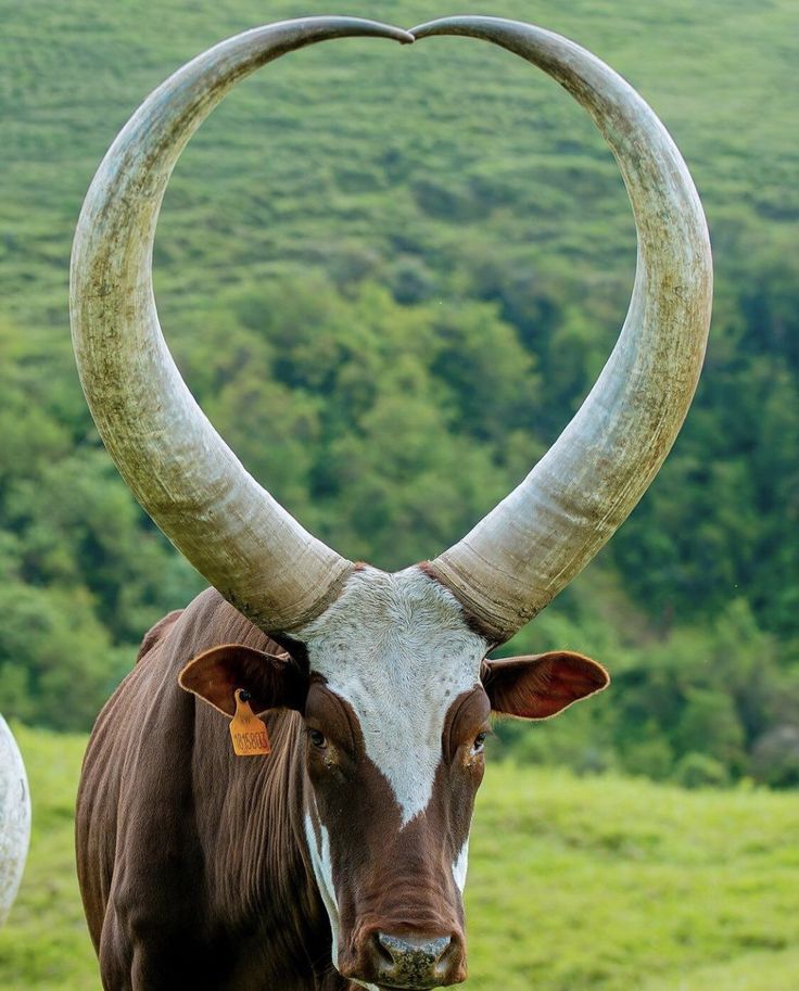 Ankole Longhorn