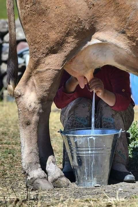 Fresh Ankole Amata milk