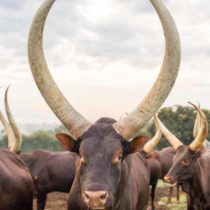 Pure Ankole Bull